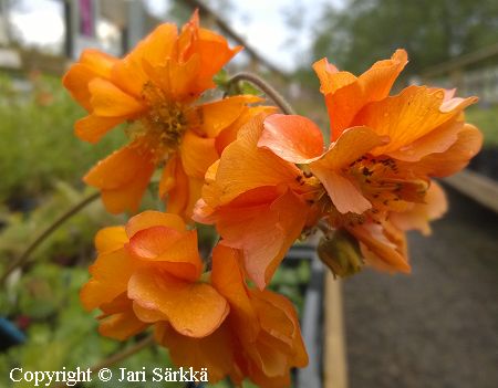 Geum Cultorum-Ryhm 'Fireball', tarhakellukka